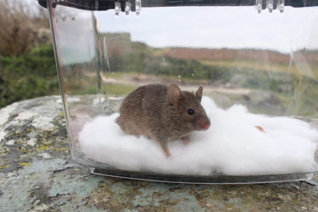 A-wild-house-mouse-scaled-1-1024x683.jpg